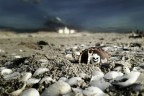 Horror beach