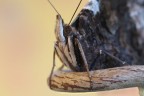 Mariposa barbuta