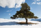 Il Pino Silvestre della Malga Saltner a Renon (Bz)
Come per cercare vicendevole protezione, i rami e gli aghi del pino solitario si intrecciano sul pendio sferrato dal vento:  un bonsai un po' pi grande, comunque adatto al grandioso panorama.