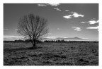 Lonely Tree