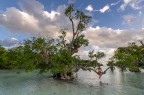 Mangrove Bay