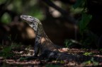 Piccolo esemplare di varano ripreso in natura sull'isola di Rinca,arcipelago di Komodo