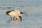 Ibis sacro con preda