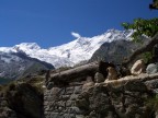 Saas Fee con Stelle Alpine