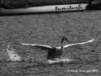  Nicola Vicini foto 2017

un Cigno reale inizia l'involo per rincorrere un maschio giovane

Canon EOS 6D con Canon 28-200mm f/3.5-5.6 USM 
e con duplicatore di focale 2x Kenko focale 400mm
f/11 sec. 1/1000
