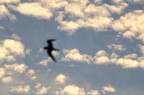 Cielo di Toscana con gabbiano - Gennaio 2016

Suggerimenti e critiche sempre ben accetti