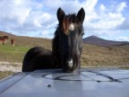 Un cavallo libero e curioso si appoggia sul cofano della mia macchina...troppo simpatico!
Commenti e critiche ben accetti!