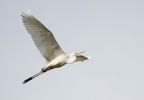 Airone bianco