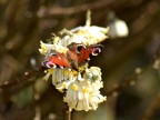 Vanessa Io (Aglais io)