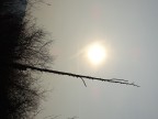 Palude Brabbia, gennaio 2017