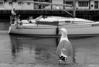 Porto Garibaldi (Fe)