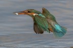 La pesca del kingfisher La pesca del kingfisher
