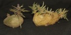 Pomme de terre.