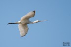 Spatola in volo