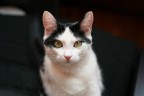 Canon 350D, EF 50 f1.8