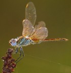 colori tra l'erba