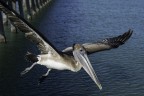 Amico fotografato in Florida, costa Ovest, lato Golfo del Messico