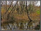 Lo stagno