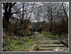 Sentiero nel bosco