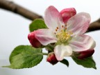 Fiore di melo