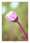Profumo di primavera