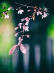 Olympus OM-D EM-1 , Nikkor 85/f1,8 MF