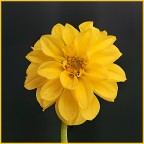 Dalia