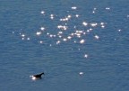 Acqua e stelle