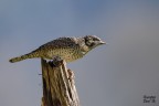 Torcicollo