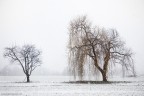 CRYING IN THE SNOW