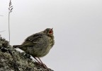 Passerotto