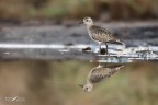 Piviressa_Pluvialis squatarola