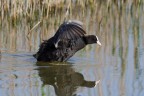 Folaga in attacco
