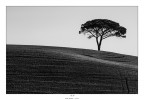L'albero e la collina