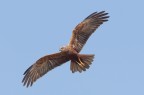 Falco di palude