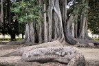 Ficus macrophylla subsp. columnaris. Palermo.