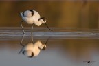 Avocetta