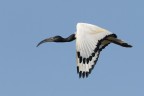 Ibis sacro