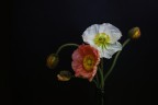 Poppies