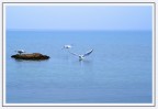 gabbiani nel blu