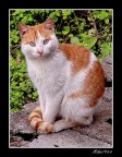 Gatto! (chi l'avrebbe detto? io che fotografo un gatto!)