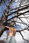albero della vita