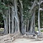 Ficus macrophylla subsp. columnaris. Palermo.