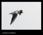 volo di gabbiano....