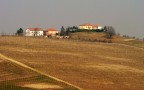 Vigneti.
