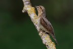 il primo torcicollo della stagione