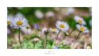 Storie di primavera