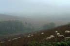 nebbia nella campagna