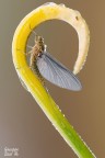 Serratella Ignita