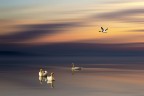 La Danza dei Cigni La Danza dei Cigni